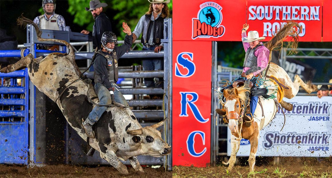 Bull and Horse Bucking a Rider