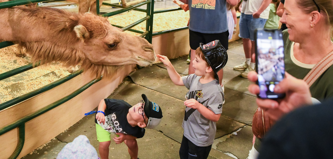 Petting Zoo Camel (2)