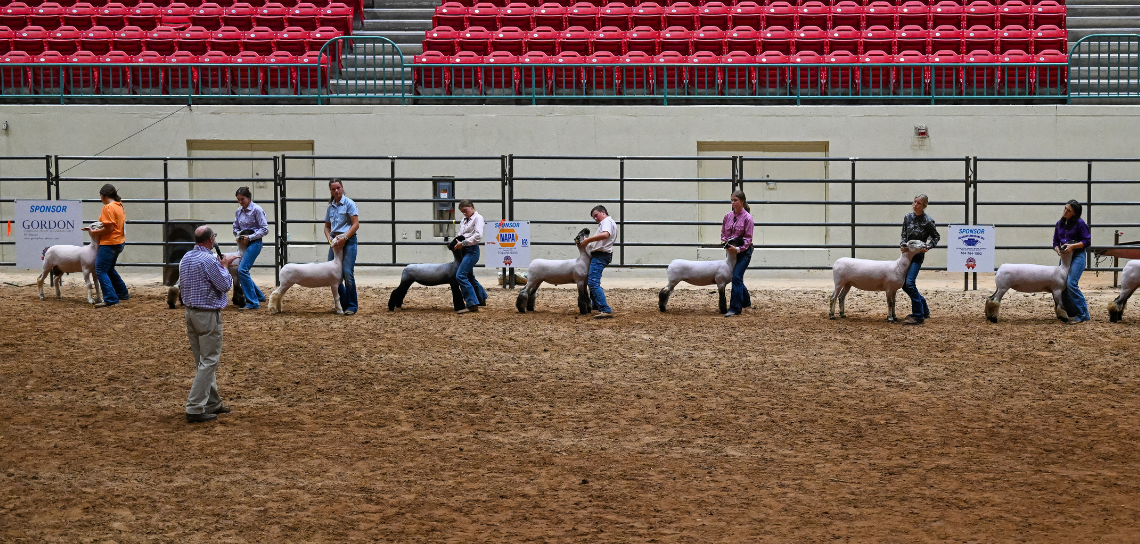 Photo Gallery Rotating Banner/ Sheep Show
