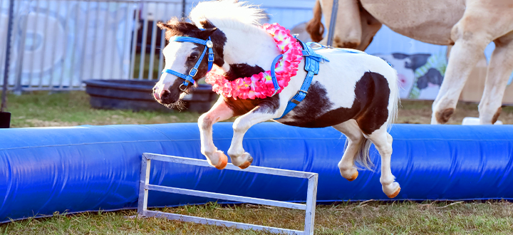 Pony Doing Hurdles