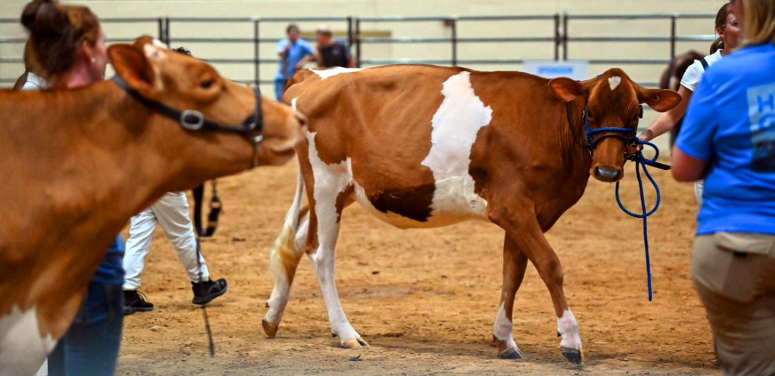 Youth Dairy Show