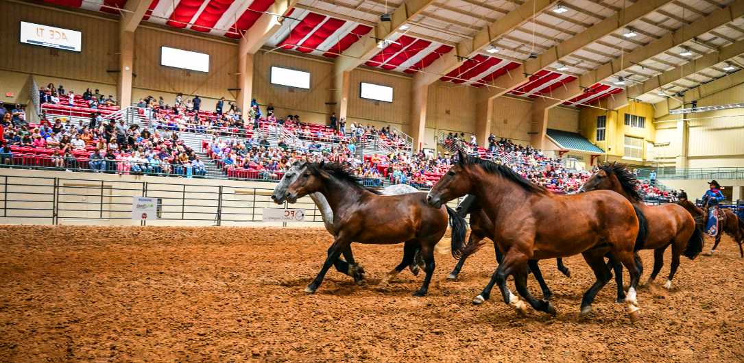 Wild Horses