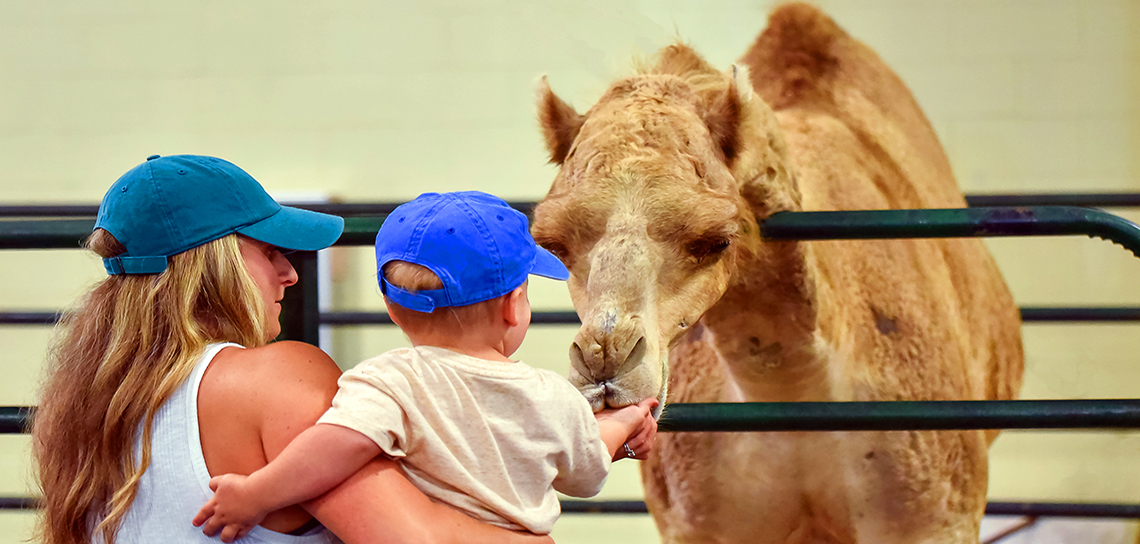 Petting Zoo Camel