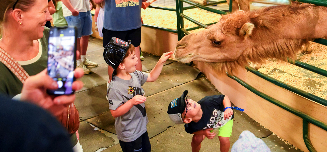 Petting Zoo Camel