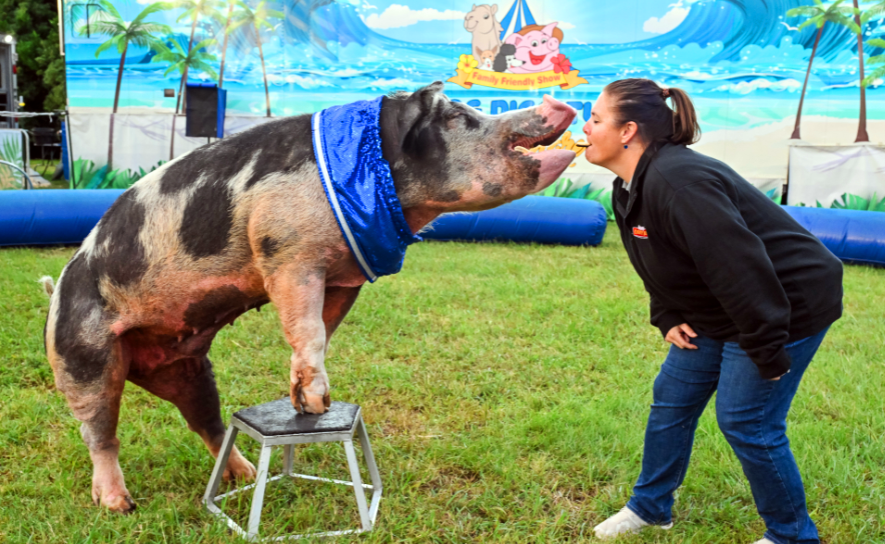 Pig Kisses