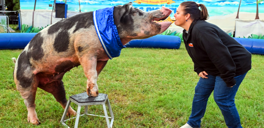 Pig Kisses